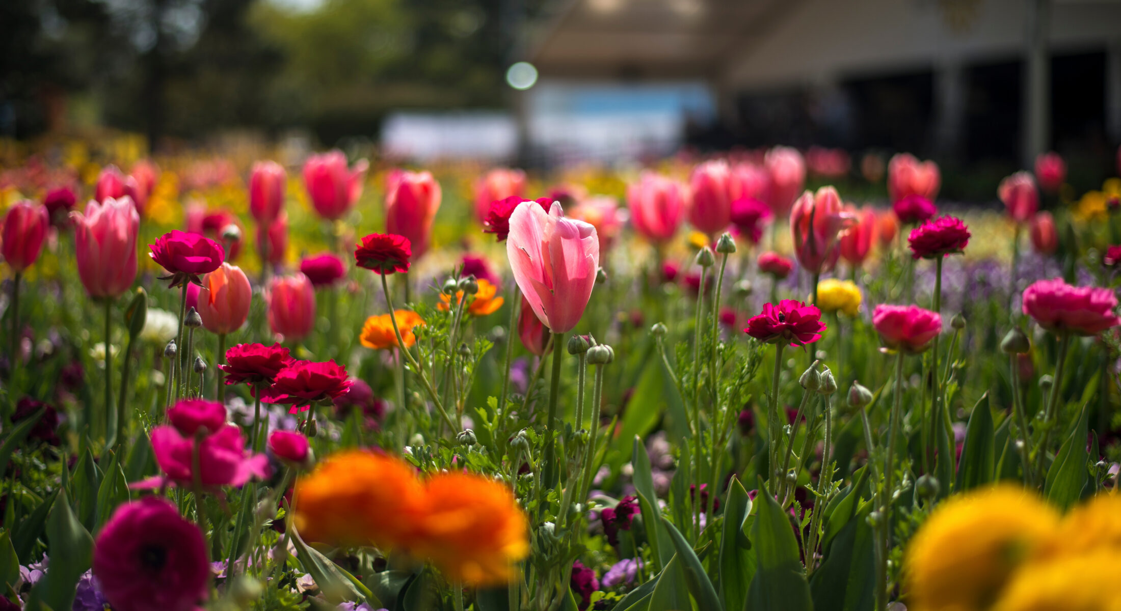 Floriade Canberra flower beds full of colourful tulips