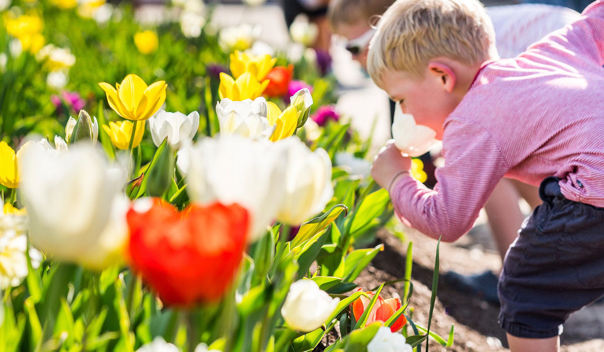 Children smelling tulips