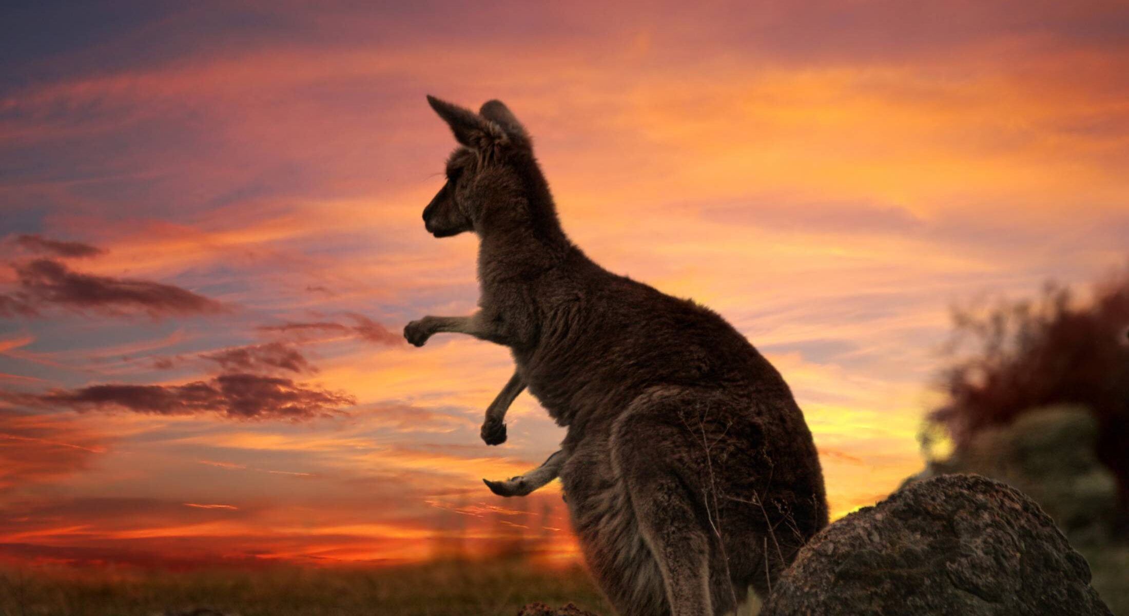 kangaroo looking out towards a sunset