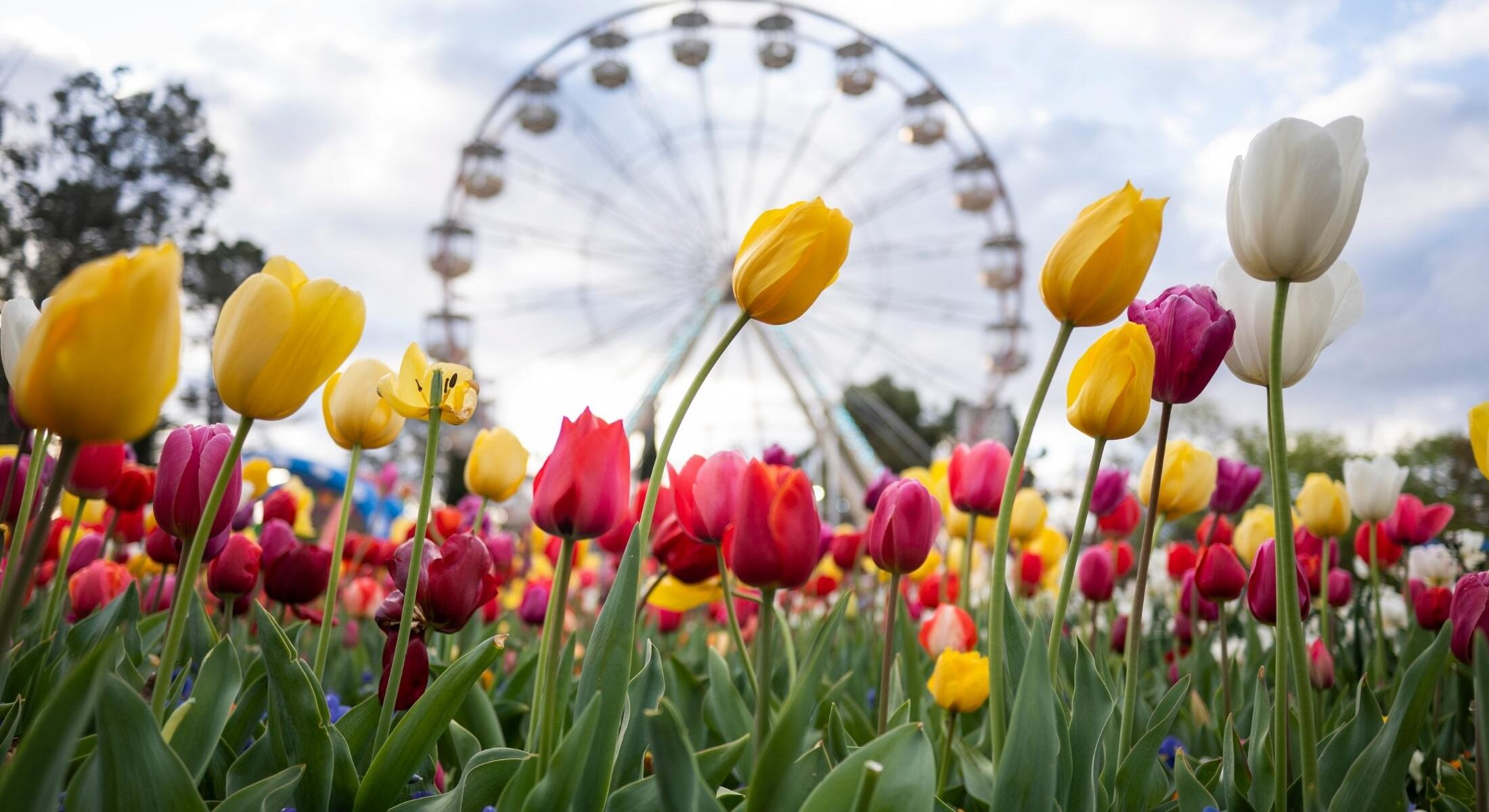 Floriade 2025, Australia's largest spring celebration