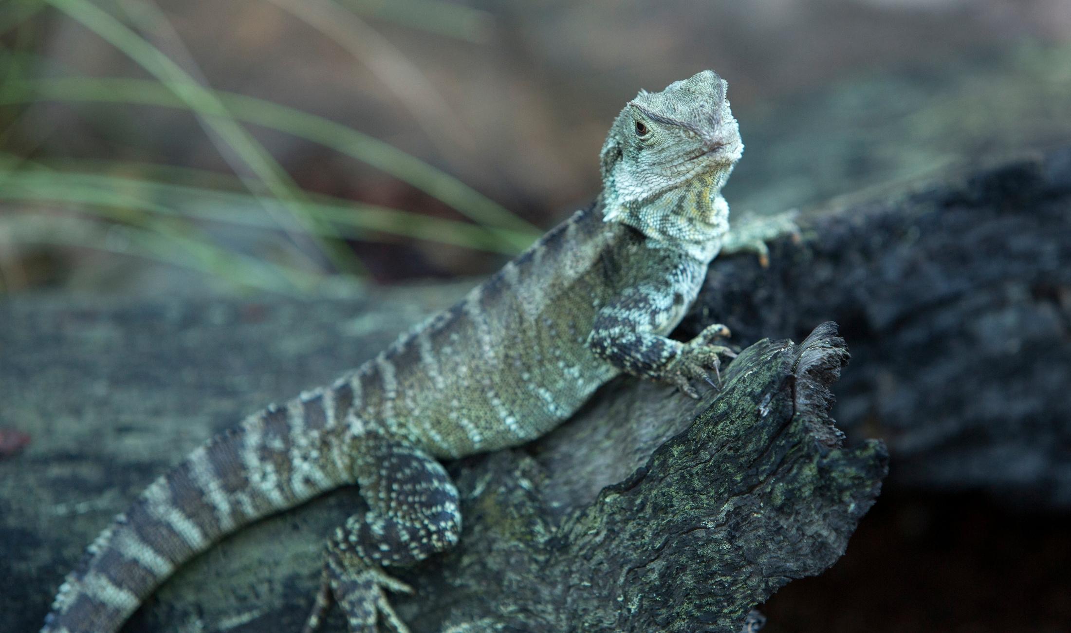 Wildlife photo taken at Tidbinbilla Nature Reserve.