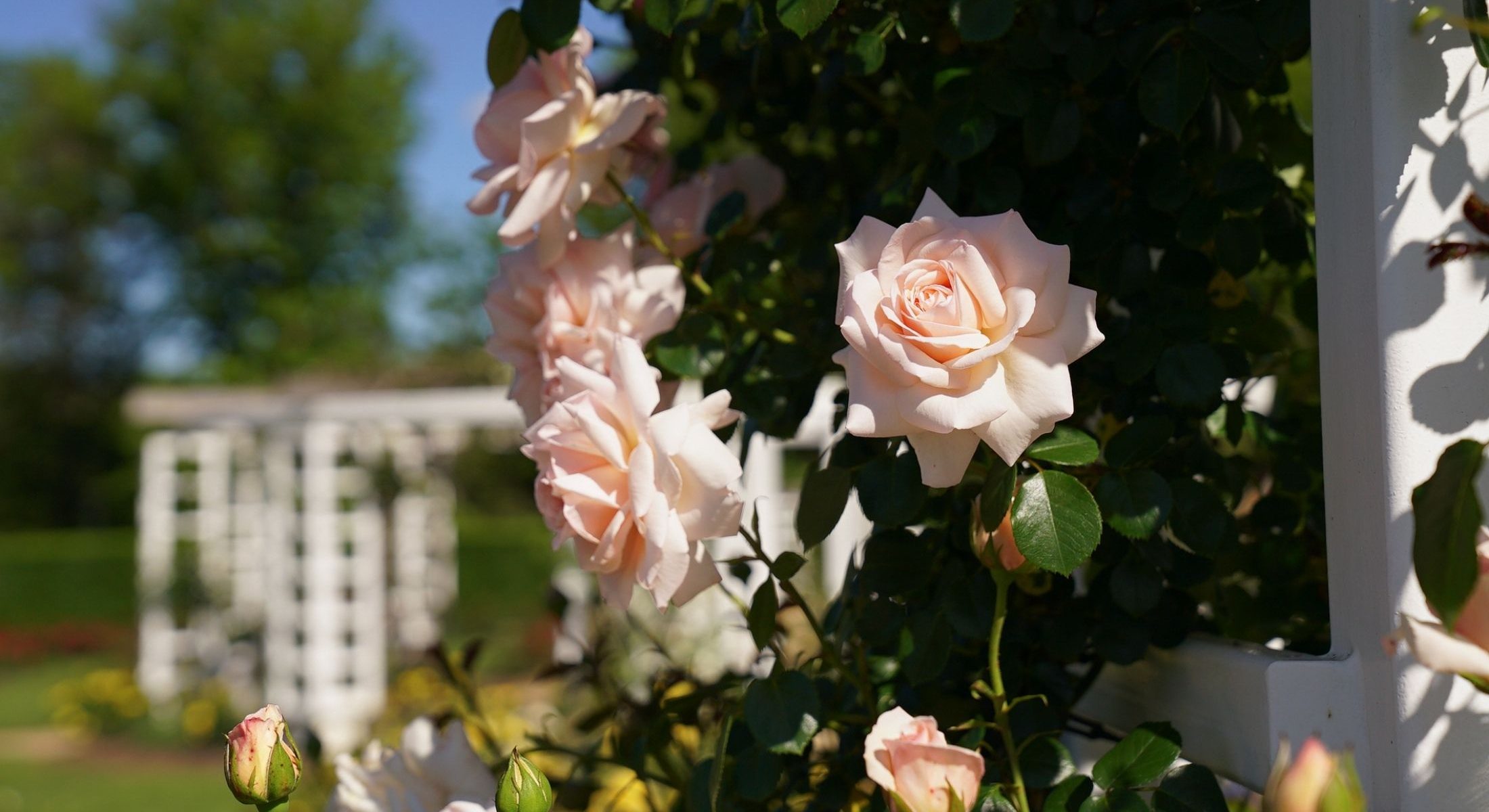 Old Parliament House Gardens Roses 2020 NCA DomNorthcott